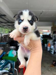 Husky