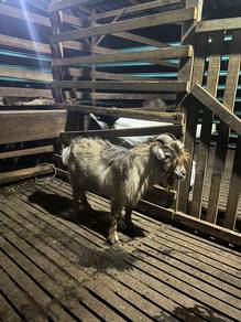 pygmy goat