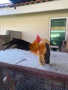 ayam serama