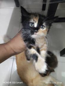 anak kucing umo 2bulan lebih