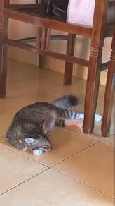 Kucing Jantan Kampung – 5 Bulan 