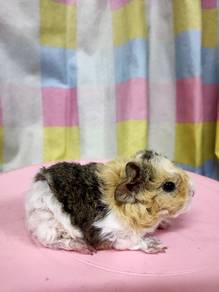 Curly haired guinea pig