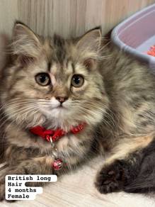British Long Hair Untuk Dijual !!