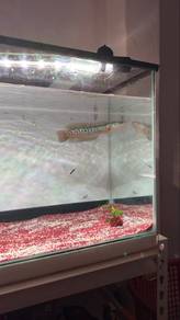 aquarium 2ftx1.5ftx1ft w/ channa kalimaya
