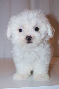 J0421 Maltese Snow White Puppy