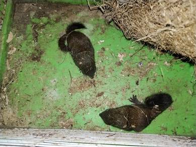 jual anak tupai masih kecil