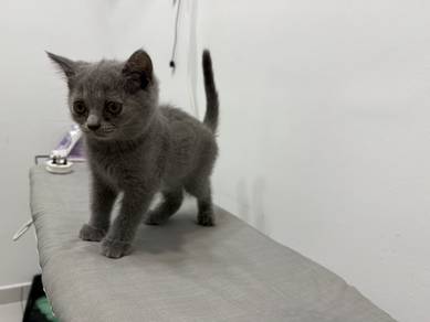 bsh kitten