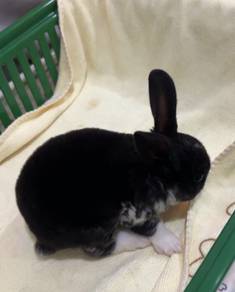 Rabbit m-rex