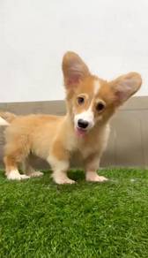 Corgi long haired male