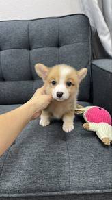 Corgi Corgi female Puppy