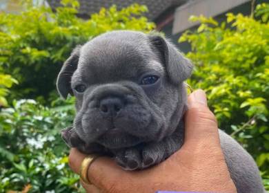 FRENCH BULLDOG PUPPIES VIP08🌻 Cute & Healthy Boy