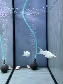 Platinum Balloon Molly