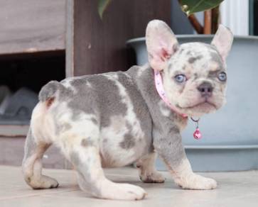 FRENCH BULLDOG PUPPIES 🌻VIP58 Boy ~ Girl