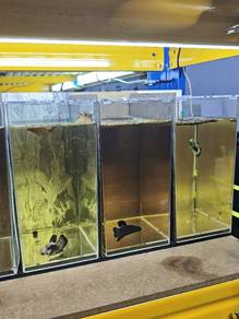 Acrylic betta tank 4x6x8 inches 