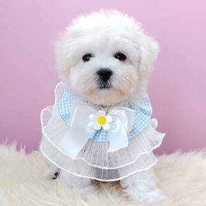 Bichon