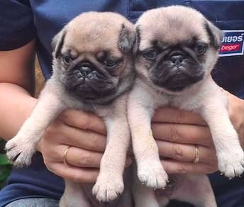 Pug Male Puppy