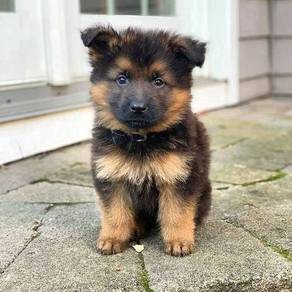 JH33- GSD German Shepherd cute puppies