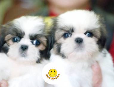 SS9222 Shih Tzu pure breed puppies