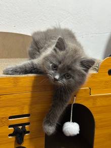 Kitten