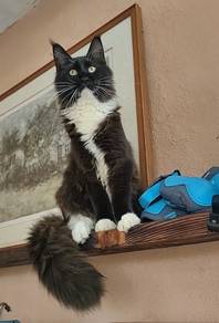 purebreed Mainecoon