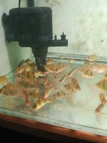 tiger fish