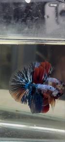 Betta fish/ikan laga