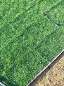Jappanese grass terus dari ladang