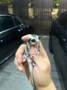 Sugar glider baby