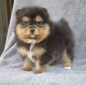 POMERANIAN PUPPIES A142 🌻 Sort of shine Boy~Girl