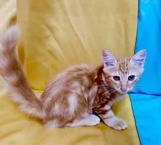 anak kucing