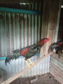 ayam sabung