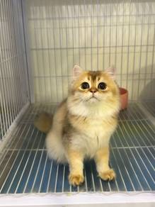 British longhair kitten