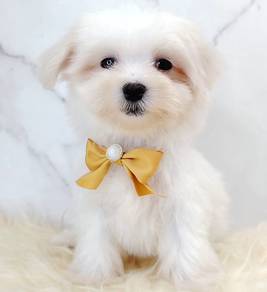 Maltese