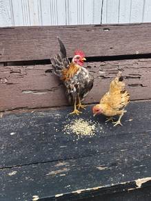 ayam serama muda