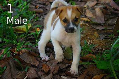 Local mix border collie male puppy dog