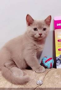 British Shorthair