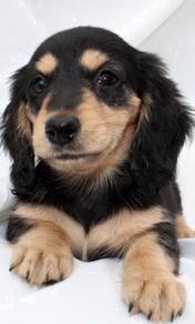 G338gd Dachshund Black Tan long haired puppy