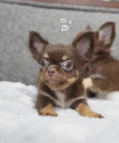 CHIHUAHUA PUPPIES CH221🌷 Head Apple Boy-Girl