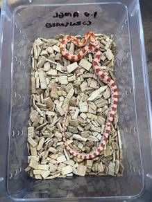 amel corn snake ular jagung