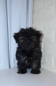 J0563 Silkese Long Hair Puppy