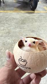 sugar glider