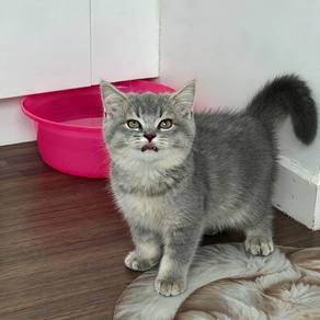 bsh kitten