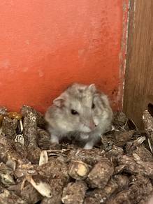ww gold hamster for sale