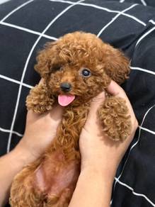 Cavapoo puppies::