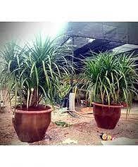 Benih pokok Draco