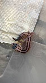 Gecko
