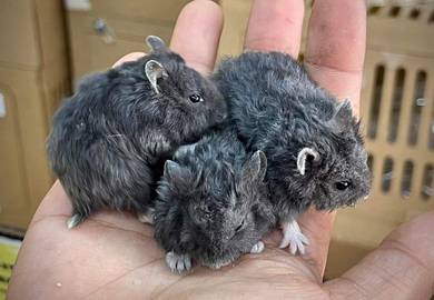 hamster chambell curly