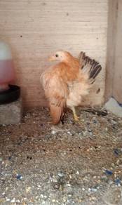 ayam serama