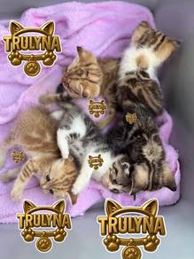 Furbaby BSH GOLDEN Marble BRITISH SHORTHAIR kitten
