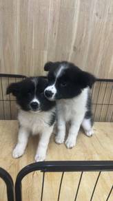 Pure Breed Border Collie (Working Line) 纯边境牧羊犬 工作系